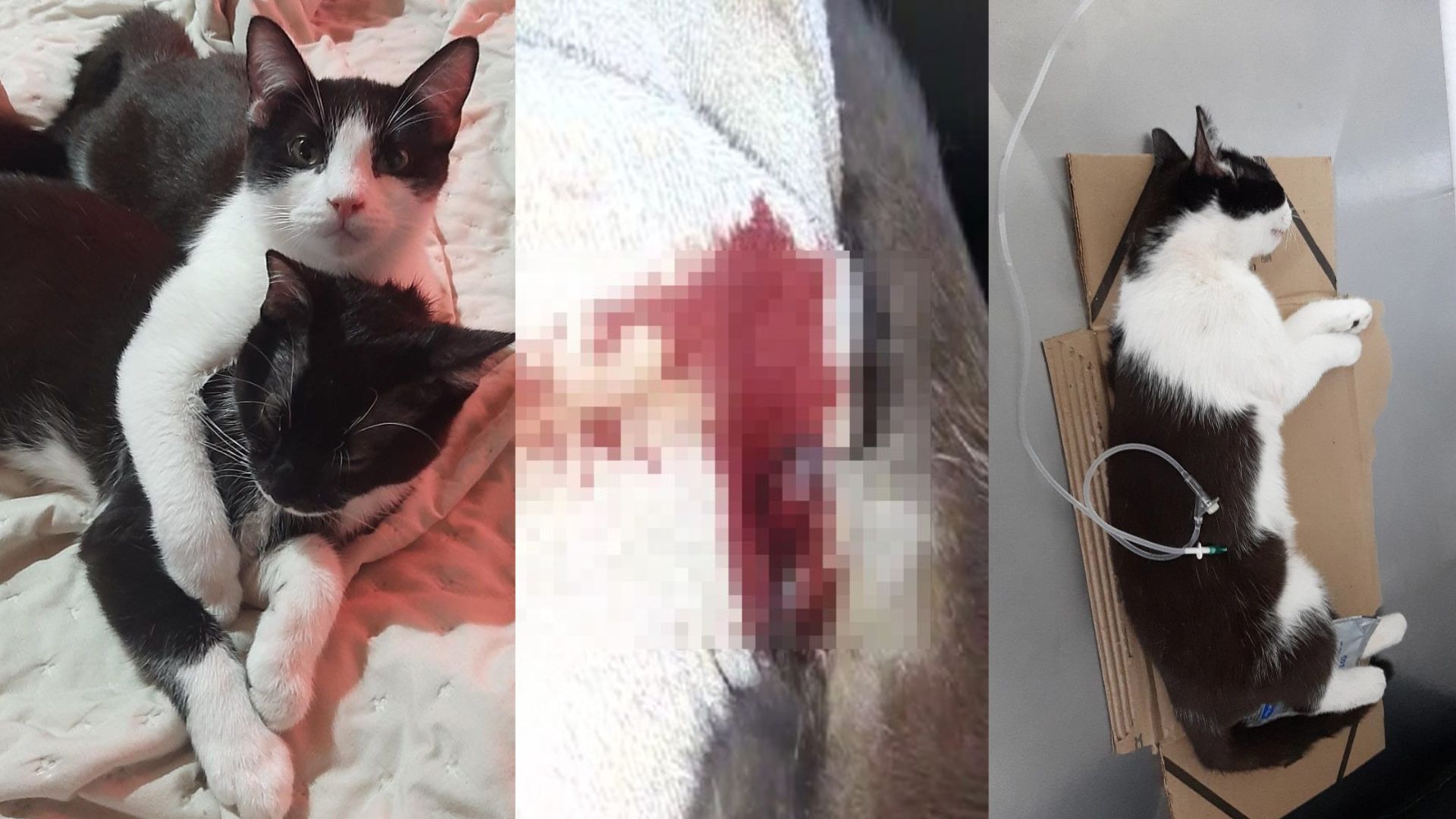 «Nosotros no podemos hacer nada»: fue a castrar a su mascota a Zoonosis y se la entregaron desangrada