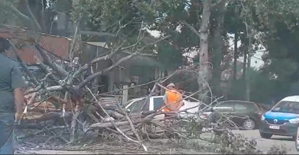 Accidente en el km 54: Cayó un árbol encima de un automóvil