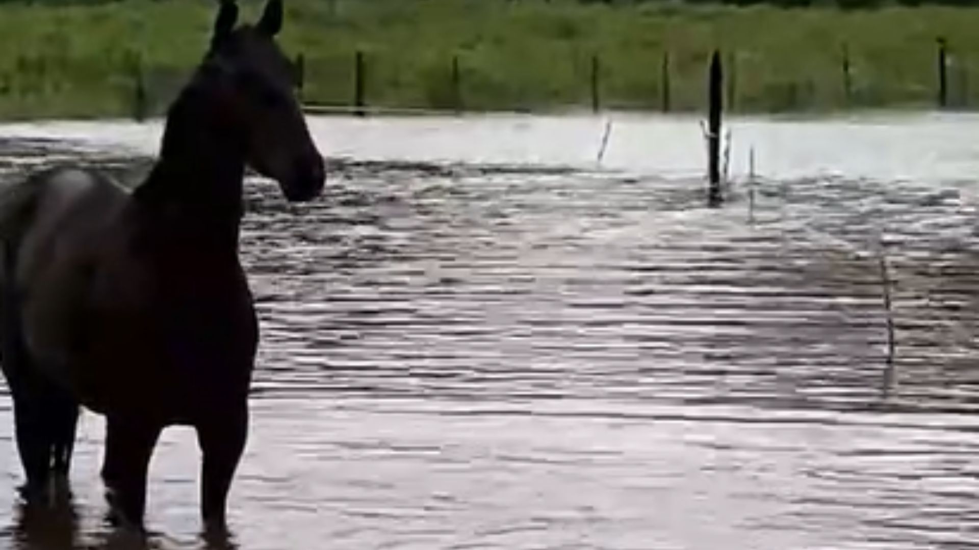 Lo triste de las tormentas: Un caballo reposa en la calma inundada