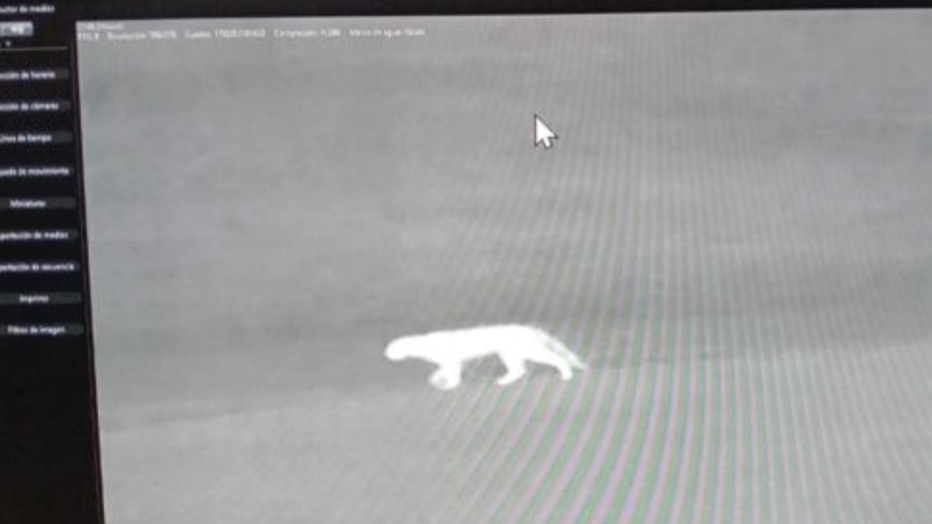 Apareció un animal salvaje en un country de Villa Rosa