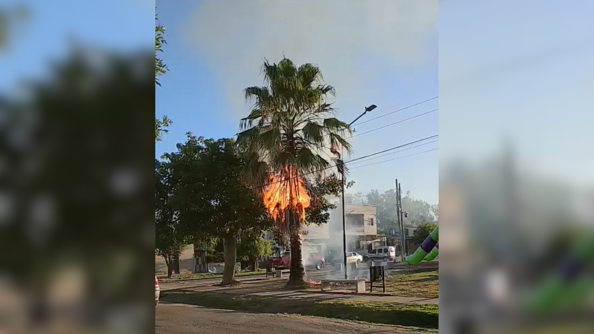 La Lonja: Un menor provocó el incendio de una palmera por el uso de pirotecnia